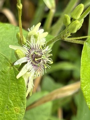 Passiflora sexflora