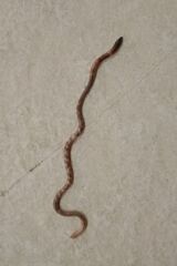 Oligochaeta