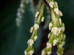 Chloranthus oldhamii