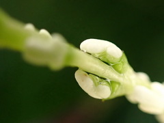 Chloranthus oldhamii