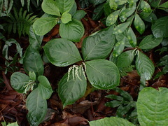 Chloranthus oldhamii