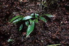 Antrophyum formosanum