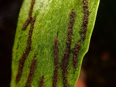 Antrophyum formosanum