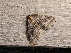 Operophtera occidentalis