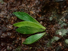 Antrophyum formosanum