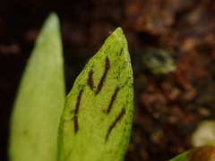 Antrophyum formosanum