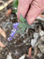 Veronica perfoliata