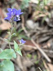 Veronica perfoliata