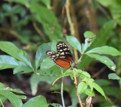 Heliconius hecale