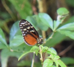 Heliconius hecale