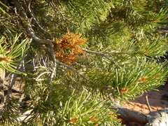 Arceuthobium divaricatum