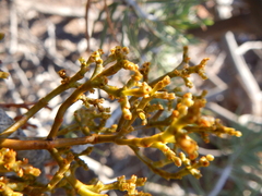 Arceuthobium divaricatum