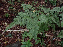 Davallia griffithiana