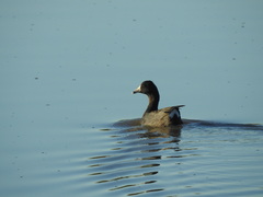 Fulica americana