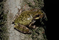 Hyla avivoca