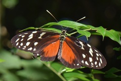 Heliconius hecale