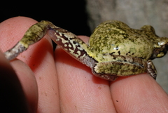 Hyla avivoca