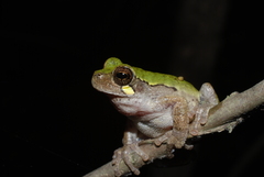 Hyla avivoca