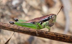 Methiolopsis geniculata