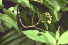 Palicourea pubescens