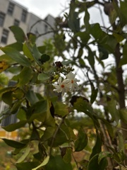 Nyctanthes arbor-tristis