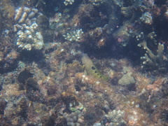 Epinephelus