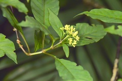 Palicourea pubescens