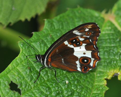 Oxeoschistus leucospilos