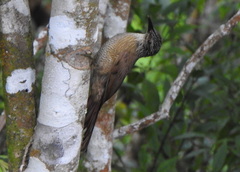 Dendrocolaptes platyrostris