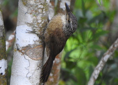 Dendrocolaptes platyrostris
