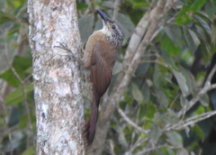 Dendrocolaptes platyrostris