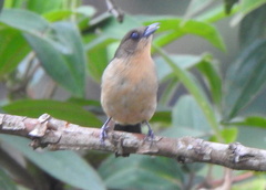 Trichothraupis melanops