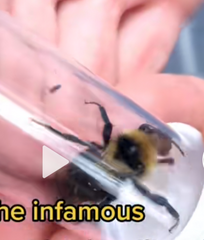 Indiscriminate Cuckoo Bumble Bee