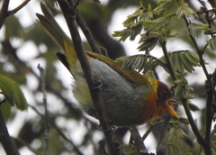 Hemithraupis ruficapilla