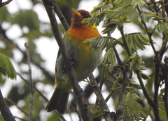 Hemithraupis ruficapilla