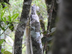 Nyctibius griseus