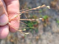 Juncus ranarius