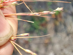 Juncus ranarius