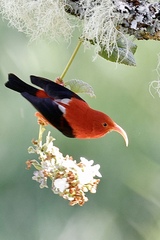 Drepanis coccinea
