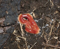 Arthurdendyus testaceus