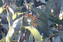 Loxops coccineus