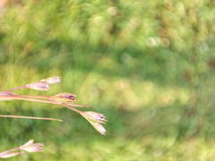 Juncus ranarius