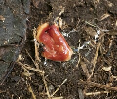 Arthurdendyus testaceus