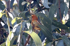 Loxops coccineus
