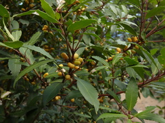 Maytenus magellanica