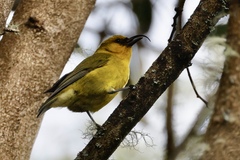 Hemignathus wilsoni