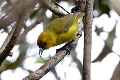 Hemignathus wilsoni