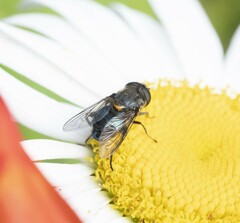 Helophilus hochstetteri
