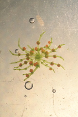 Chara preissii