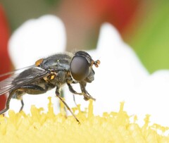 Helophilus hochstetteri